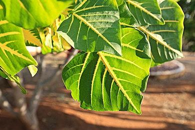 像素格斗《Hyper HitBoxing》上架steam 第二季度发售