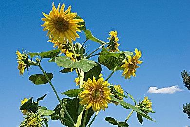 Valve公开Steam Deck用户八月份最爱游戏排行榜